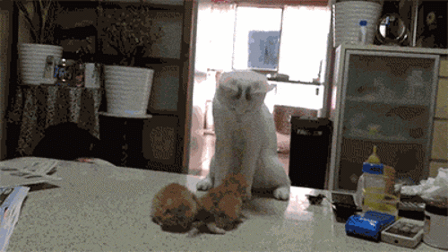 Matka uczy kocięta jak się walczy