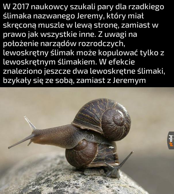 Przegrał życie