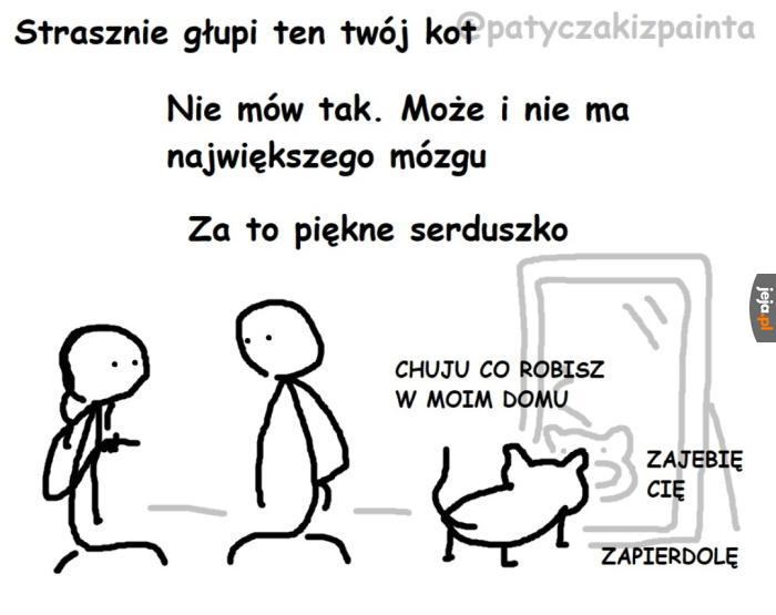 Kotek :3