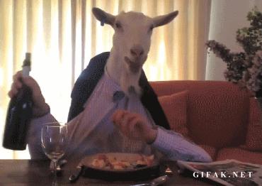 Koza podczas obiadu