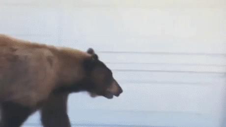 Miś przestraszył człowieka, człowiek przestraszył misia