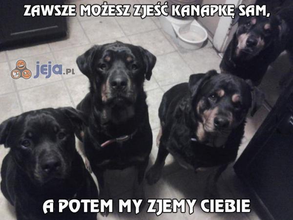 Wada posiadania dużych psów...