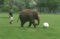 Słoń i piłka