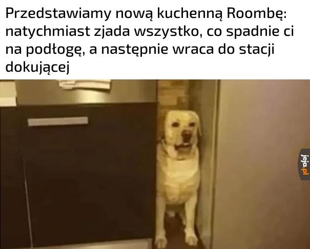 Prawa łapa w kuchni