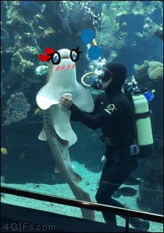 Podwodny senpai