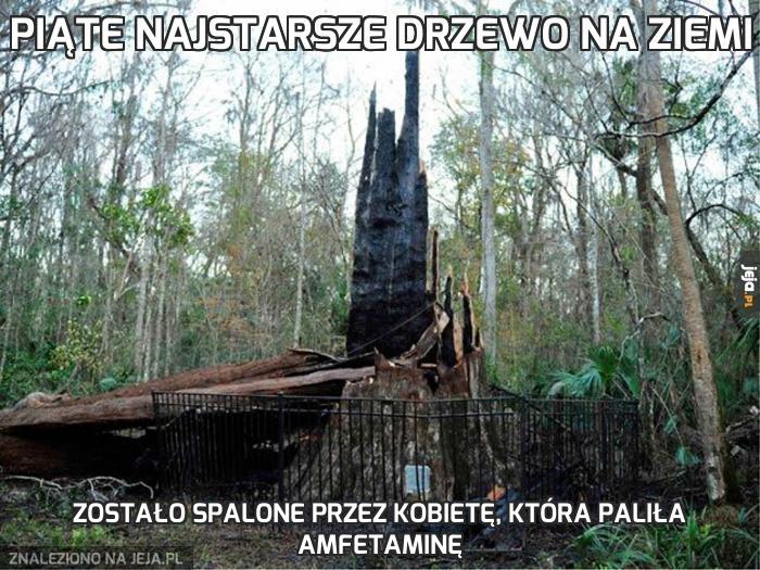 Piąte najstarsze drzewo na Ziemi