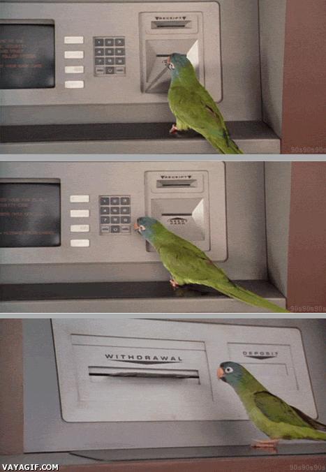 Papuga w bankomacie
