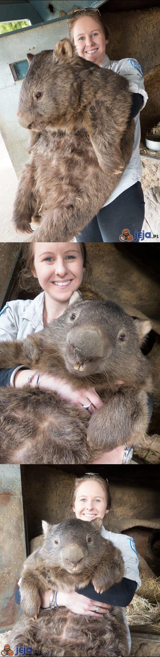 Patryk, najstarszy wombat świata