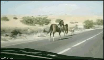 Zderzenie czołowe z koniem
