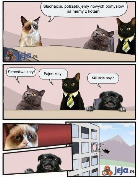 Nowe memy z kotami