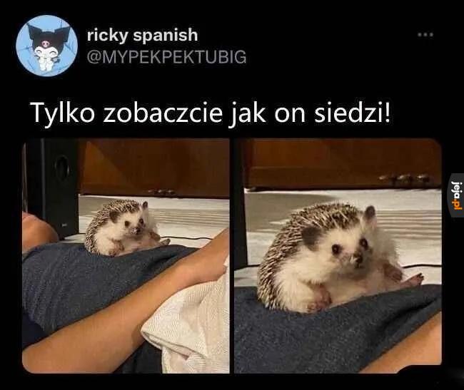 Jeżyk sobie siedzi, można się rozejść