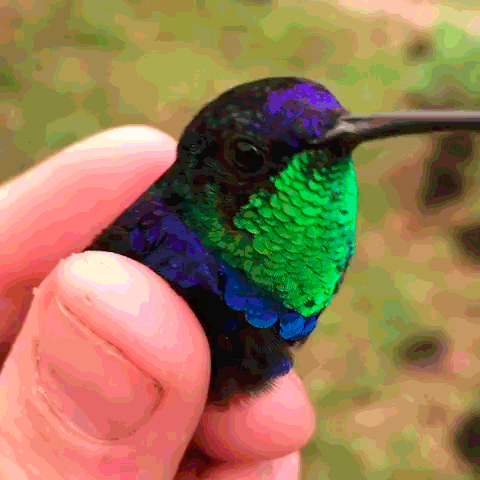 Kolorowy ptaszek