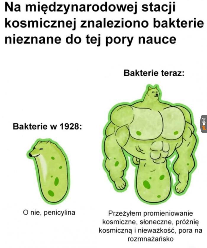 Zmiany w świecie bakterii