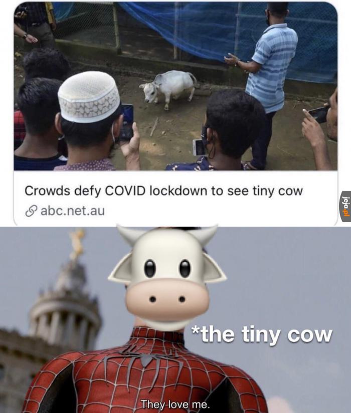 Mała krowa najważniejsza