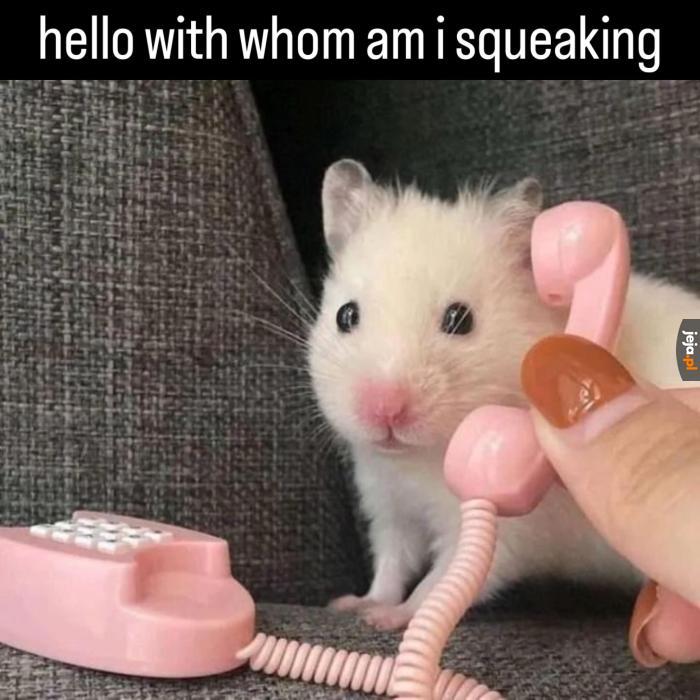 Pipipi