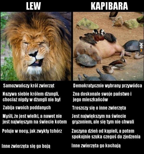 Lew vs kapibara