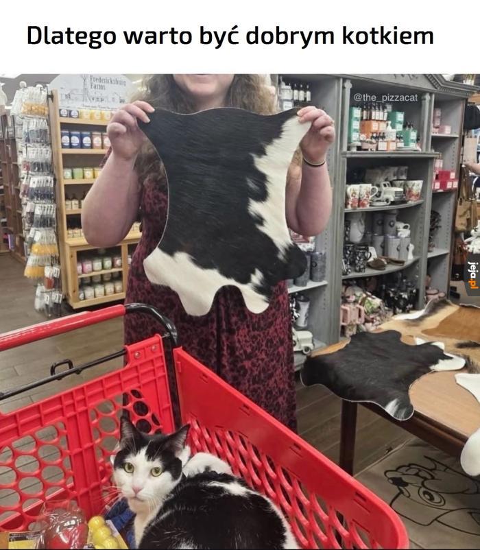 Pomyśl o tym, Mruczek, zanim zrzucisz kolejną szklankę ze stołu