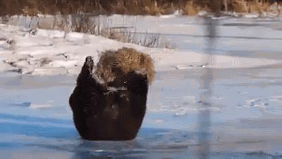 Niedźwiedzie bywają urocze