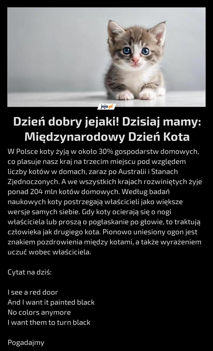Dzień dobry jejaki! Dzisiaj mamy: Międzynarodowy Dzień Kota