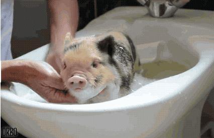 Mała świnka lubi gorące kąpiele