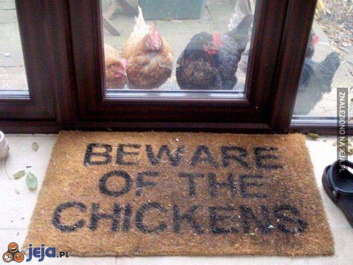 Uwaga, groźne kurczaki