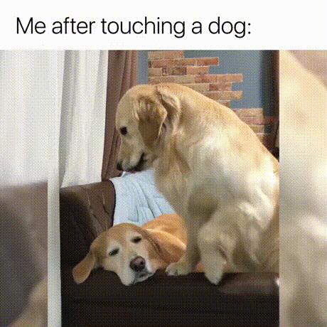 Ja pod dotknięciu psa