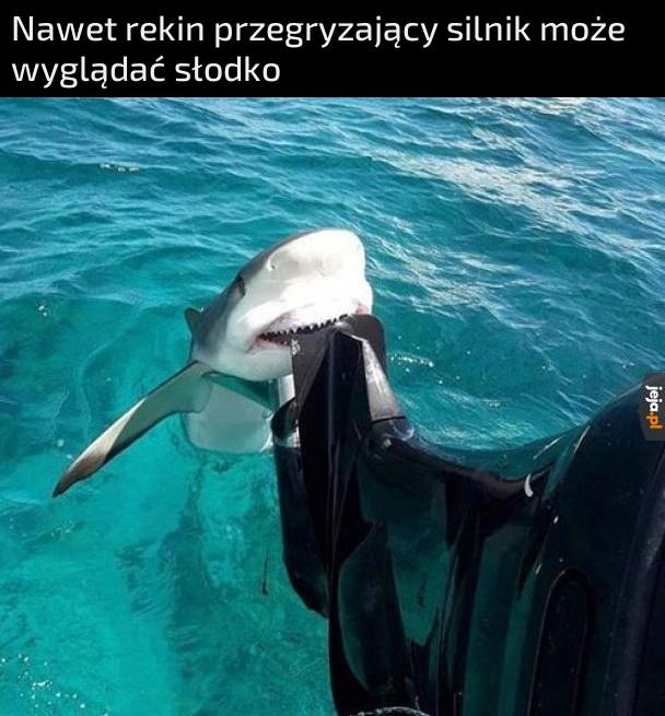 Patrz jaki słodziak
