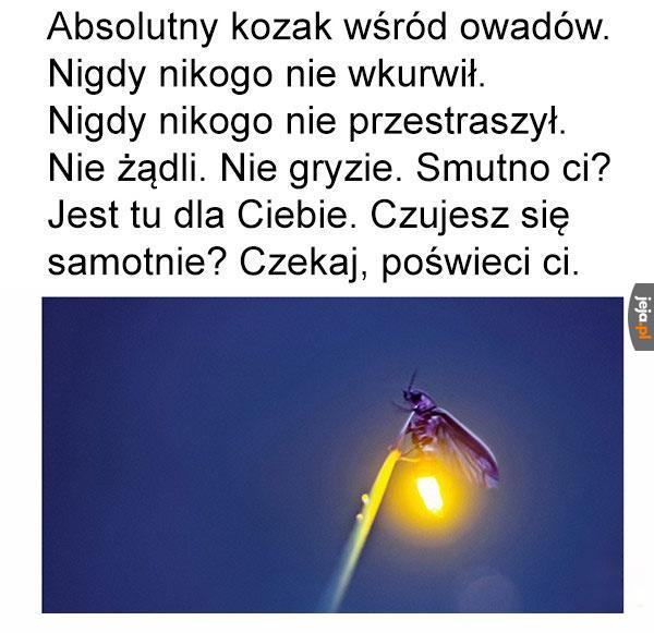 Pozdrawiam świetliki