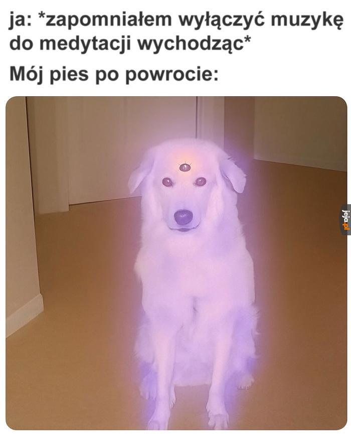 Oświecony Reksio