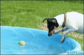 Pies i piłeczka w basenie cz.2