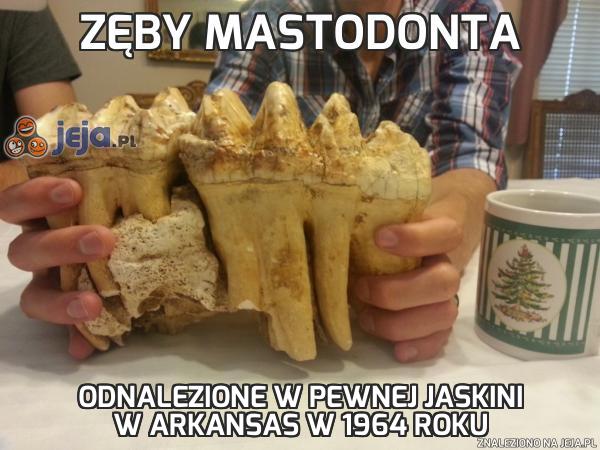 Zęby mastodonta