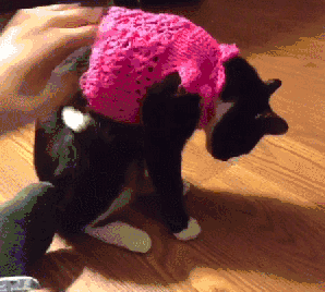 Sweterek popsuł mi kota