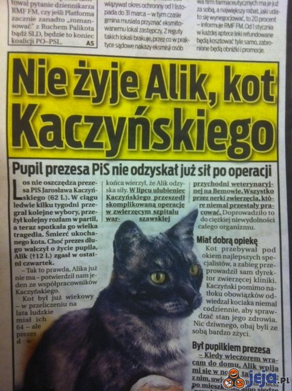 Nie żyje kot Kaczyńskiego