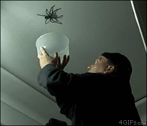 Łapanie pająka