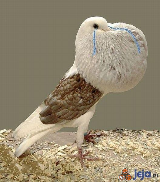 Ptak - Forever Alone