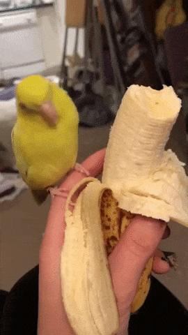 Banan przerósł papuga