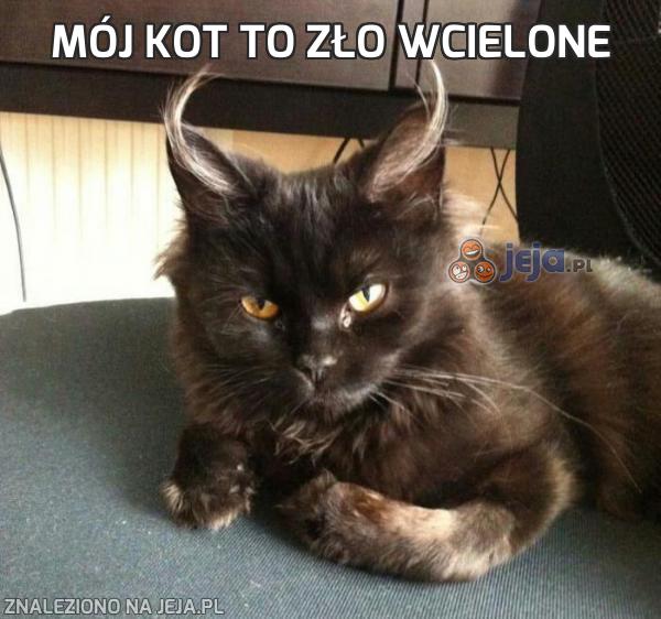 Mój kot to zło wcielone