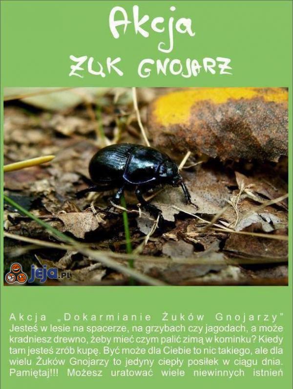 Akcja żuk gnojarz