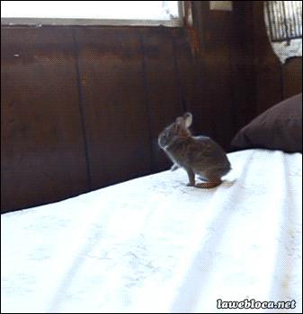 No to hop!