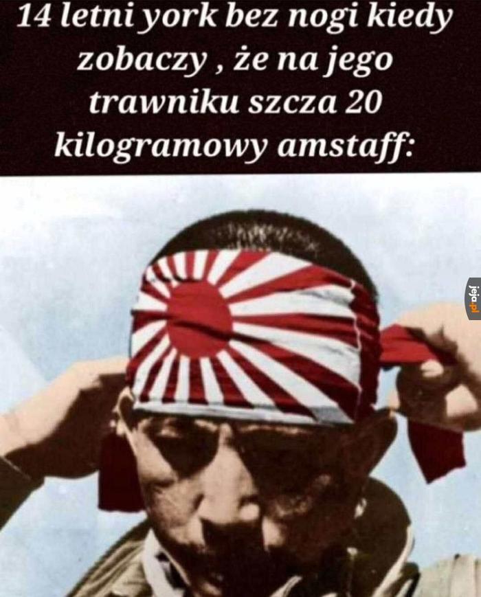 Bojowniczy