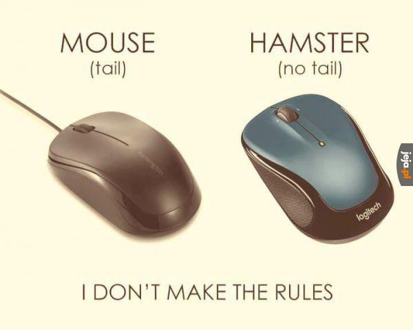 Masz myszkę czy chomika?