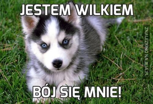 Jestem wilkiem