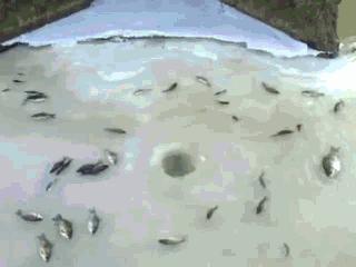 Łowienie rybek na lodzie