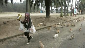 Armia królików