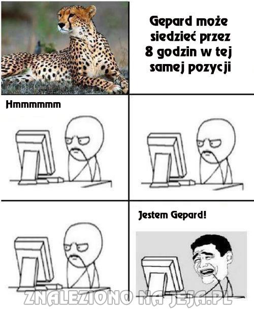 Gepard może siedzieć przez 8 godzin w tej samej pozycji