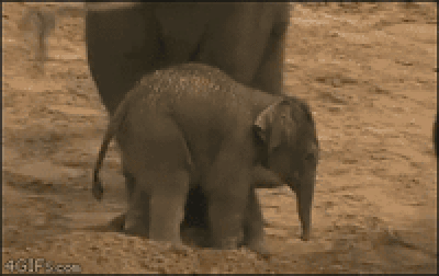 Niektóre słonie to dupki...