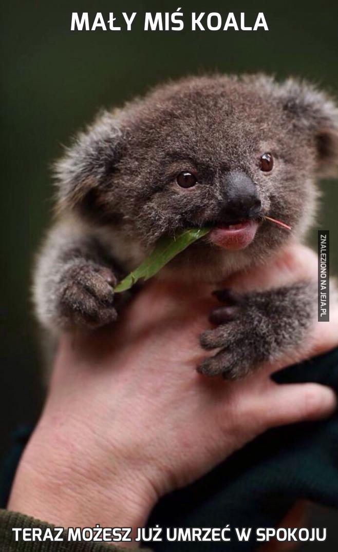 Mały miś koala