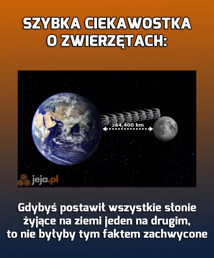 Ciekawostka o słoniach