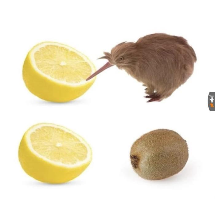 Człowiek człowiekowi wilkiem, a kiwi kiwi kiwi