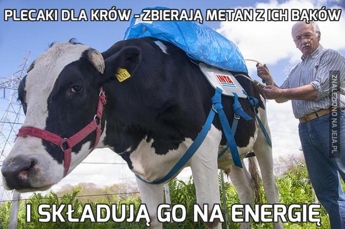 Plecaki dla krów - zbierają metan z ich bąków